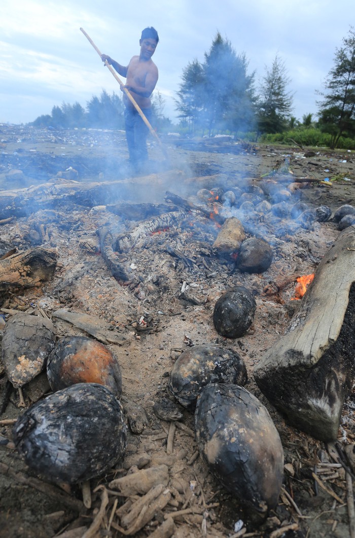 Pedagang musiman mengambil kelapa muda yang dibakar di kawasan pantai Desa Peunaga Rayeuk, Kecamatan Meureubo, Aceh Barat, Aceh, Kamis (6/3/2025). Permintaan kelapa muda bakar yang merupakan salah satu sajian khas Ramadhan tersebut meningkat dari 75 kelapa per hari menjadi 150-220 kelapa per hari karena selain menyegarkan, juga dipercaya dapat meningkatkan daya tahan tubuh, dijual Rp10.000 per kelapa. ANTARA FOTO/Syifa Yulinnas/Spt.