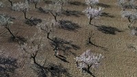 Namun, wisatawan dan penduduk setempat yang gembira mengunjungi ladang pohon yang sedang berbunga untuk mengambil foto dan menikmati keindahan pohon yang sedang berbunga.  