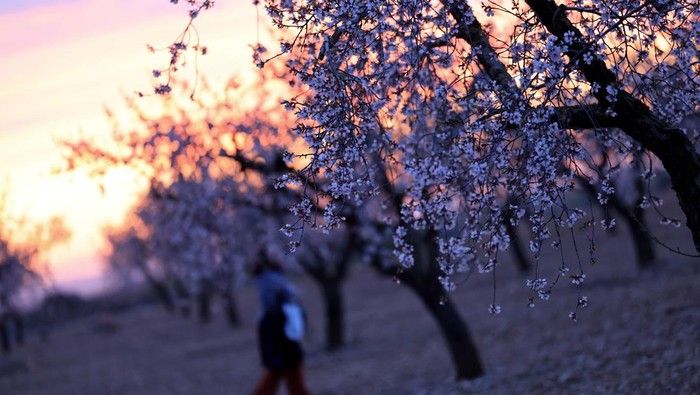 Krisis Iklim Picu Bunga Almond Mekar Lebih Awal Locals and visitors have vermouth and tapas, which are appetisers or snacks in Spanish cuisine, next to the blossoming almond trees in Arbeca, in the Catalonian province of Lleida, Spain February 23, 2025. REUTERS/Nacho Doce TPX IMAGES OF THE DAY