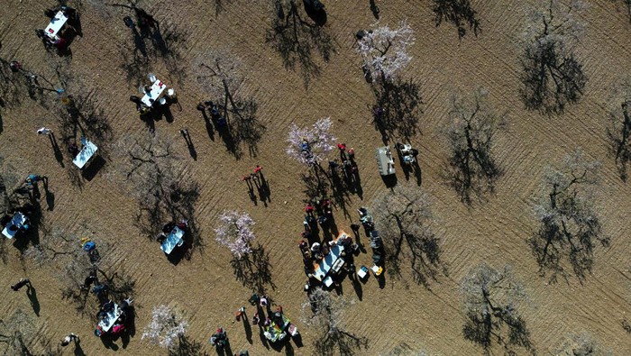 Krisis Iklim Picu Bunga Almond Mekar Lebih Awal Locals and visitors have vermouth and tapas, which are appetisers or snacks in Spanish cuisine, next to the blossoming almond trees in Arbeca, in the Catalonian province of Lleida, Spain February 23, 2025. REUTERS/Nacho Doce TPX IMAGES OF THE DAY