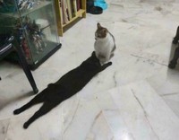 Kumpulan Foto yang Bikin Bingung Mata dan Pikiran
