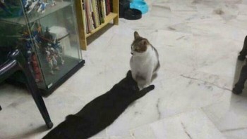 Jadi ini kucing atau bukan? Foto: Boredpanda