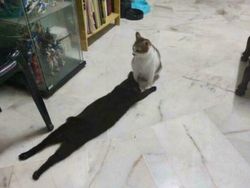 Kumpulan Foto yang Bikin Bingung Mata dan Pikiran