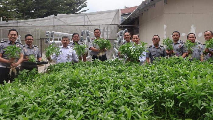Panen kangkung di Lapas Sukamiskin Bandung