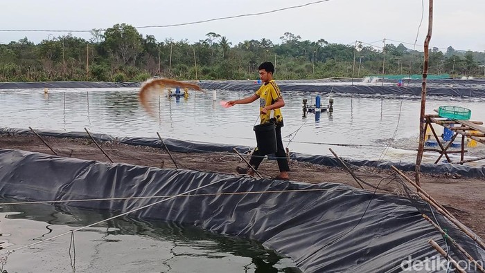 Pekerja tengah Memberikan pakan di tambak udang vaname di Desa Tinjul, Singkep Barat, Lingga, Kepri.(Alamudin/detikcom)