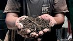 Melihat Produksi Cincau Mak Cao di Malang