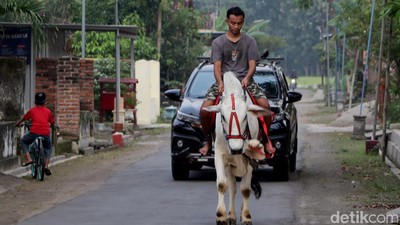 Pemuda Ponorogo Ngabuburit dengan Menunggang Sapi
