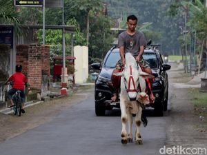 Pemuda Ponorogo Ngabuburit dengan Menunggang Sapi