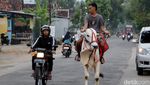 Pemuda Ponorogo Ngabuburit dengan Menunggang Sapi
