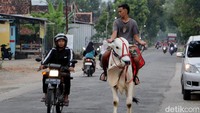 Aksi Akbar menarik perhatian warga yang penasaran melihat sapi ditunggangi untuk ngabuburit dan membeli takjil. Bahkan, tak jarang warga meminta berfoto bersama sapinya.
