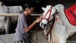 Pemuda Ponorogo Ngabuburit dengan Menunggang Sapi