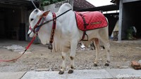 Pemuda berusia 24 tahun, sehari-hari bekerja sebagai penjual dan peternak sapi.