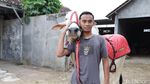 Pemuda Ponorogo Ngabuburit dengan Menunggang Sapi