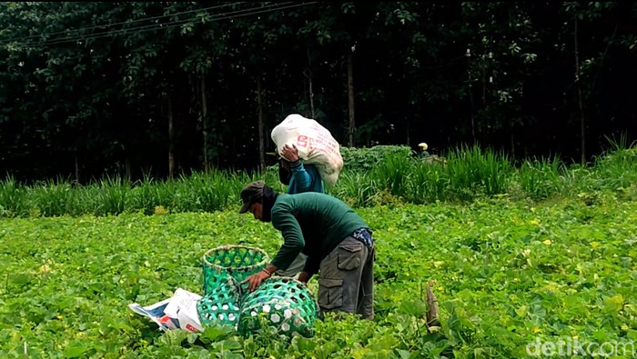 Petani blewah di Lamongan