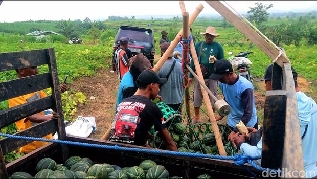 Petani blewah di Lamongan