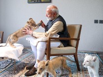 Keluarga Ambani Resmikan Kebun Binatang, PM India Beri Anak Singa Makan