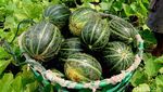 Permintaan Buah Blewah di Lamongan Meningkat saat Ramadan