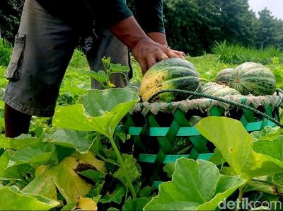 Permintaan Buah Blewah di Lamongan Meningkat saat Ramadan