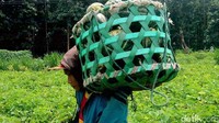 Asper Bagian Kesatuan Pengelolaan Hutan (BKPH) Bluluk, Bandi Sugiarto menyampaikan permintaan buah blewah saat ramadan meningkat tajam.