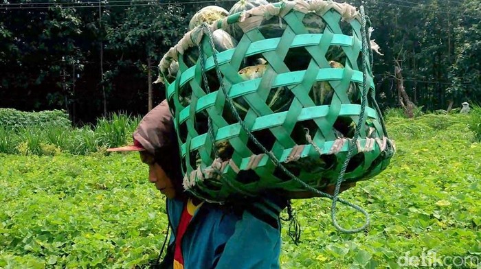 Ramadan permintaan buah blewah di Lamongan meningkat Ramadan permintaan buah blewah di Lamongan meningkat