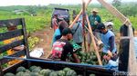 Permintaan Buah Blewah di Lamongan Meningkat saat Ramadan