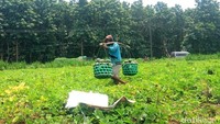 Para petani yang bermitra dengan perhutani. Mereka sekali panen bisa mencapai 10 ton blewah atau garbis senilai Rp 25 juta sekali kirim.