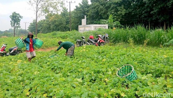Ramadan permintaan buah blewah di Lamongan meningkat Ramadan permintaan buah blewah di Lamongan meningkat