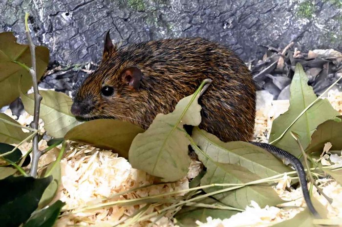 Tikus Amami yang langka di Jepang