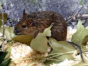 Tikus Langka Dipamerkan di Jepang, Biar Masyarakat Kenal dengan Pesonanya