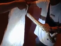 Belasan Ayam di Tasikmalaya Mati Misterius, Tersangka Dimasukkan Karung