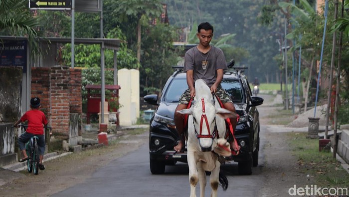 Unik! Pemuda Ponorogo Ngabuburit dengan Menunggang Sapi