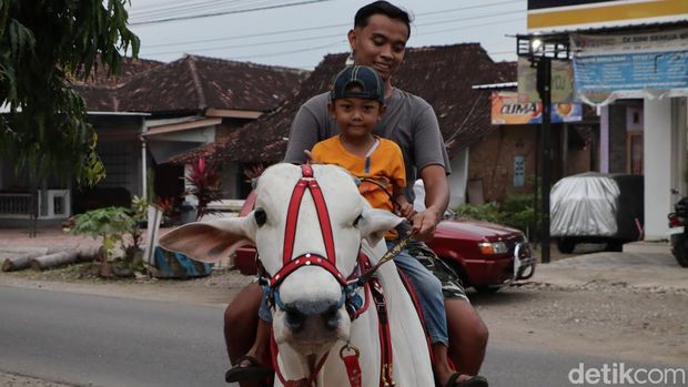 Unik! Pemuda Ponorogo Ngabuburit dengan Menunggang Sapi
