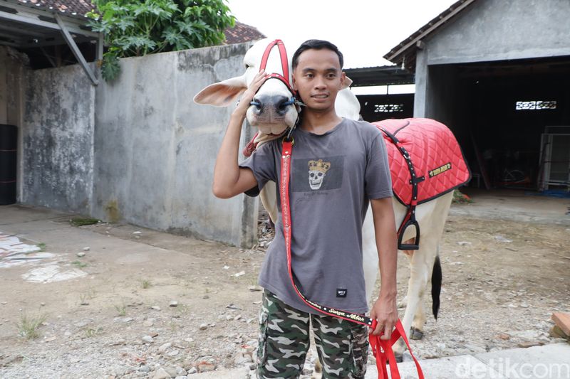 Unik! Pemuda Ponorogo Ngabuburit dengan Menunggang Sapi