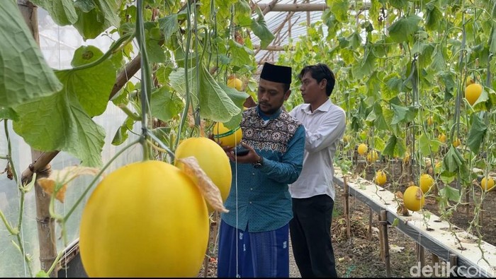Wisata petik melon langsung dari kebunnya di Lamongan