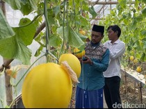 Sensasi Ngabuburit Petik Buah Melon Langsung dari Kebunnya di Lamongan