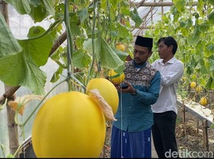 Sensasi Ngabuburit Petik Buah Melon Langsung dari Kebunnya di Lamongan