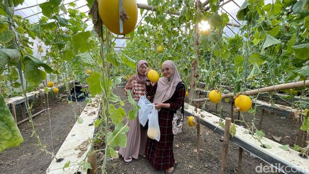 Wisata petik melon langsung dari kebunnya di Lamongan