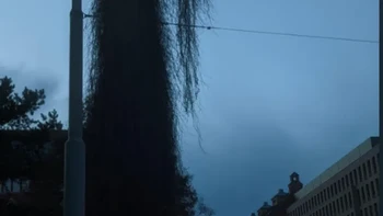 Hii, lampu jalanan yang bikin orang lewat ketakutan nih, padahal sebenarnya tanaman. Foto: Brightside