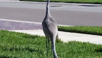 Burung bangau punya kepala dua kah? Foto: Brightside
