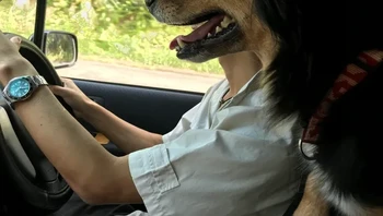 Wah anjingnya bisa nyetir mobil. Foto: Brightside