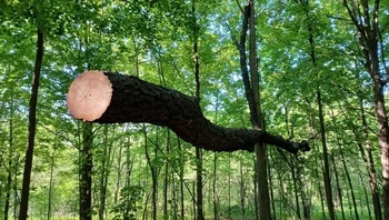 “Pohon ini tumbang dan tersangkut di pohon lain. Mereka mencoba memotongnya, tapi sekarang pohon ini hanya melayang-layang.” Foto: Brightside