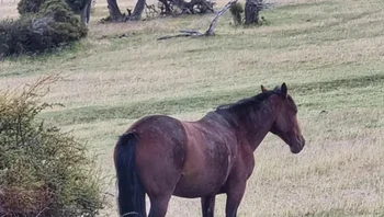 Kudanya cuma punya tiga kaki ya? Foto: Brightside