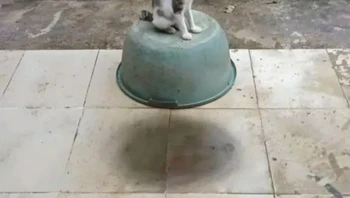 Kucingnya bisa terbang lho. Foto: Brightside