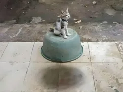 Bukan Editan, Potret Kebetulan dengan Timing yang Tepat