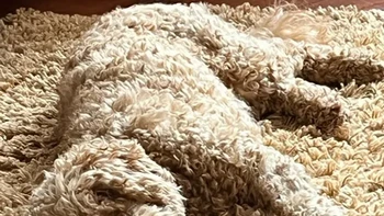 berkamuflase dengan karpet. Foto: Brightside