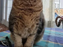 Bukan Editan, Potret Kebetulan dengan Timing yang Tepat