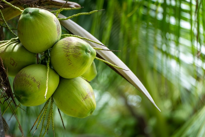 Cara memilih kelapa muda