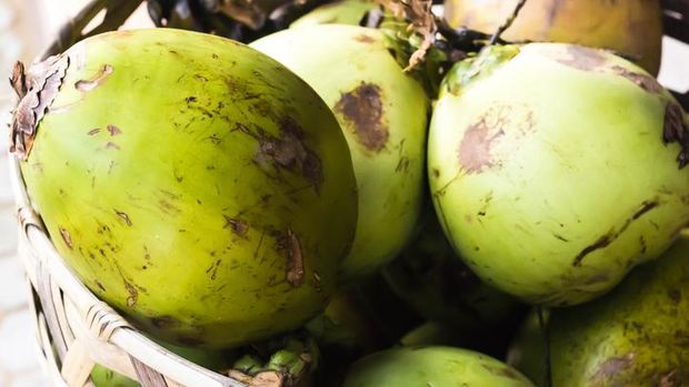 Cara memilih kelapa muda