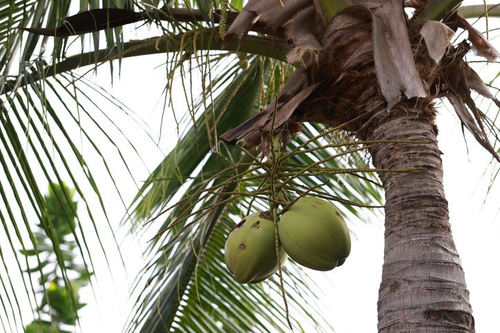 Cara memilih kelapa muda