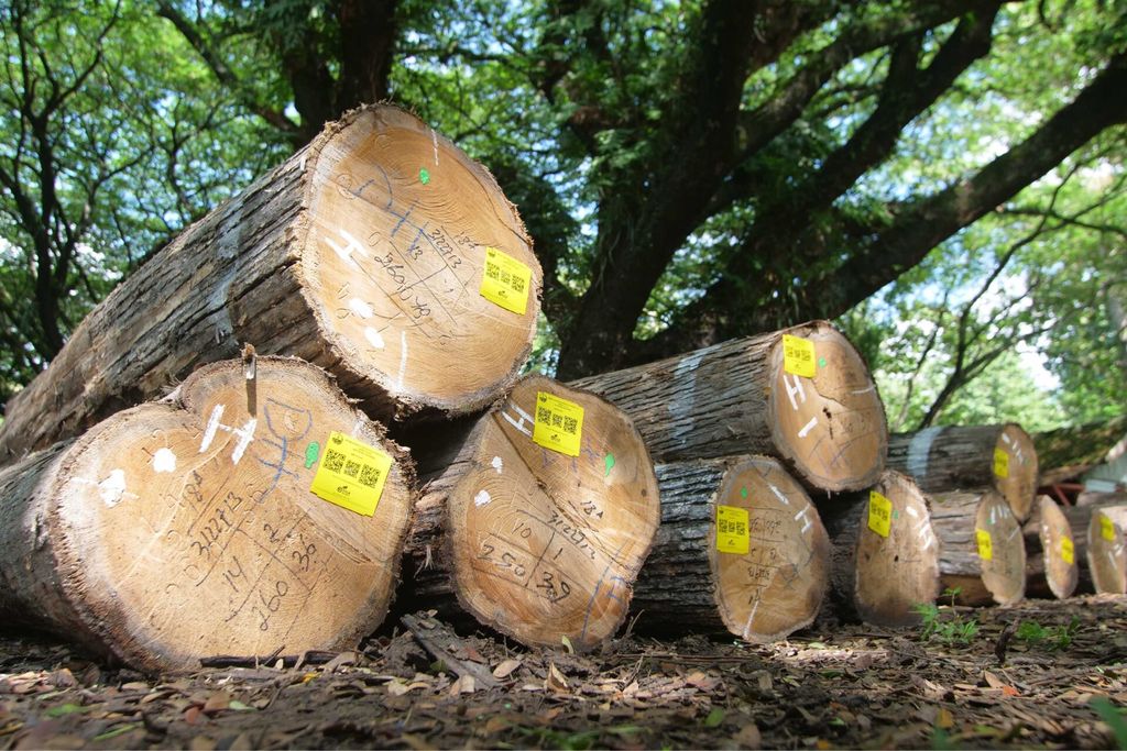 Kayu Jati. (Dok. Perhutani)